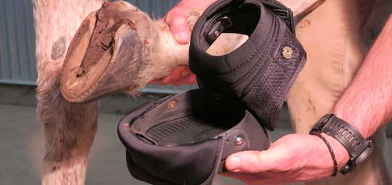 Individuell Utprovning av boots & Joggingskor för din häst